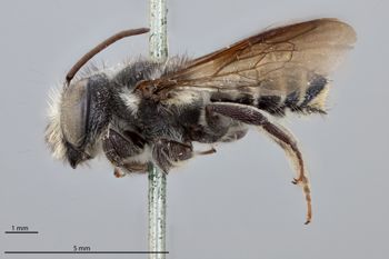 Media type: image;   Entomology 25436 Aspect: habitus lateral view